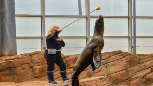 Boulogne sur mer akwarium seal