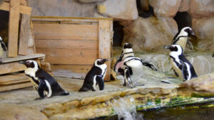 Boulogne sur mer akwarium Penguins
