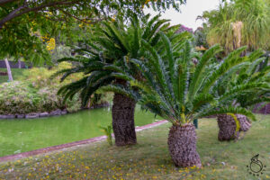 Funchal palm trees