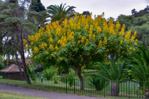 Funchal garden