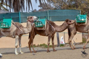 Maspalomas camels