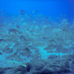 Barracudy