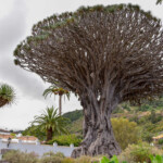 Parque del Drago