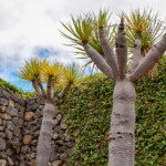 Parque del Drago