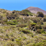 El Sabinar