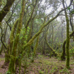 La Gomera