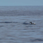 Delfin