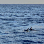 Delfiny