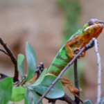 Kameleon