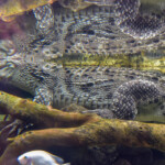 Krokodyl