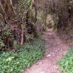 La Palma wawoz do Cubo de La Galga