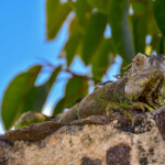 Iguana