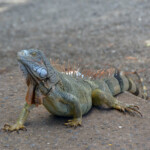 Iguana