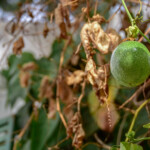 Maracuja