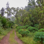 Sao Nicolao