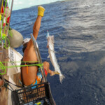 Barracuda