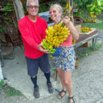 Choinka bananowa