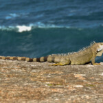 Iguana
