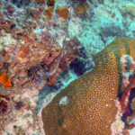 Nurkowanie Boca Chica