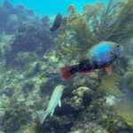 Nurkowanie Boca Chica