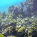 Nurkowanie Boca Chica