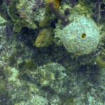 Nurkowanie Boca Chica
