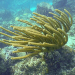 Nurkowanie Boca Chica