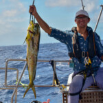 Dorada