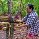 Baracoa plantacja kakao