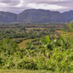 Viniales