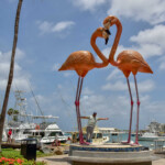 Flamingi