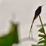 Hummingbird