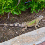Iguana