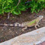 Iguana