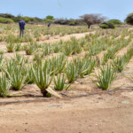 Plantacja aloesu
