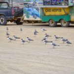 Aruba bar przy