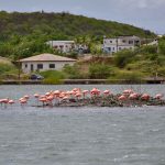 Curacao flamingi
