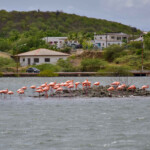 Curacao flamingi