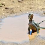 Iguana