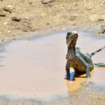 Iguana