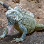 Iguana