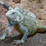 Iguana