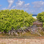 Bonaire mangrowce