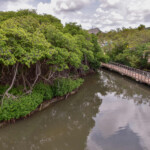 Curaçao Rif Mangrove Park