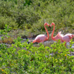 Flamingi