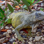 Iguana w parku