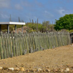 Kaktusowy plot