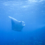 Manta