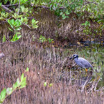Willemstad park Mangrove