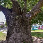 Port of Spain Baobab